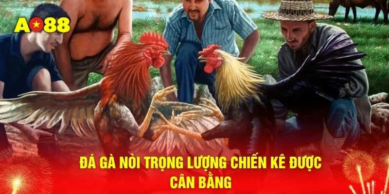 Đá gà nòi trọng lượng chiến kê được cân bằng