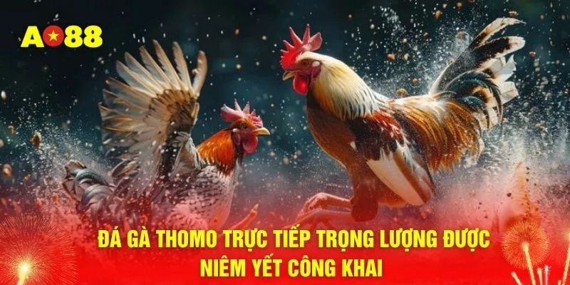 Đá gà Thomo trực tiếp trọng lượng được niêm yết công khai 